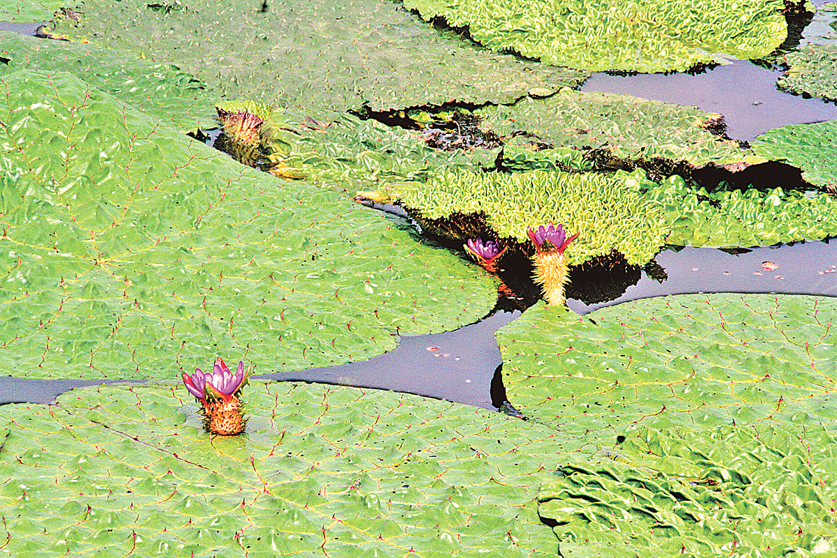 ছবি: লেখক 