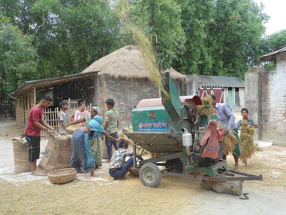 বোরো ধান কাটার পর মেশিনে মাড়াই চলছে। ছবিটি নীলফামারীর সৈয়দপুর উপজেলার দলুয়া গ্রাম থেকে তোলা। ১০ মে। ছবি: প্রথম আলো