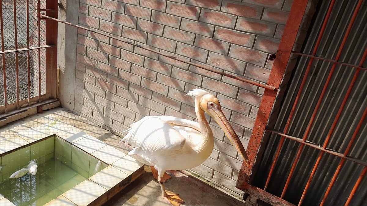 ছবি: রাজশাহীর চিড়িয়াখানা থেকে সংগৃহীত