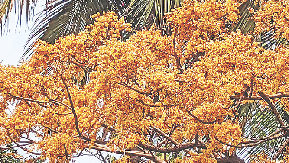 ছবি: সংগৃহিত