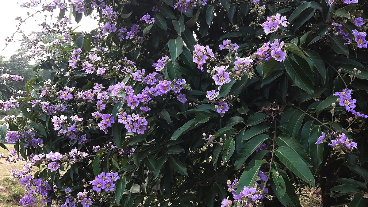 ছবি: প্রথম আলো