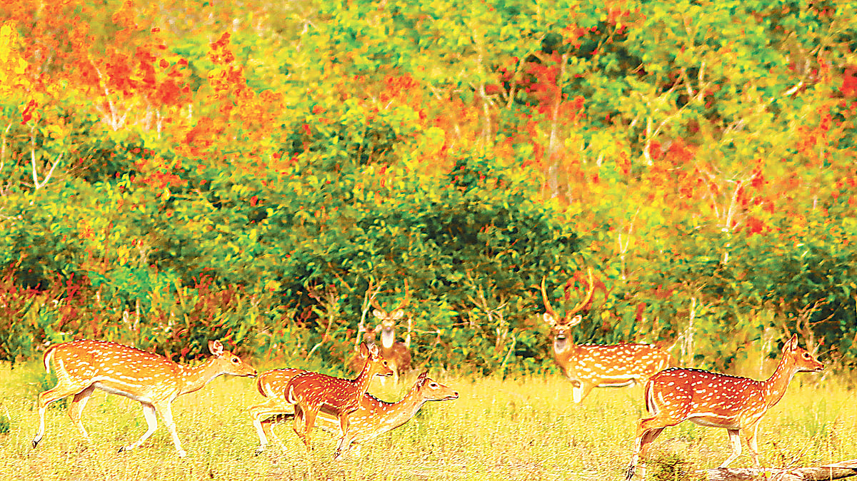 ছবি: লেখক