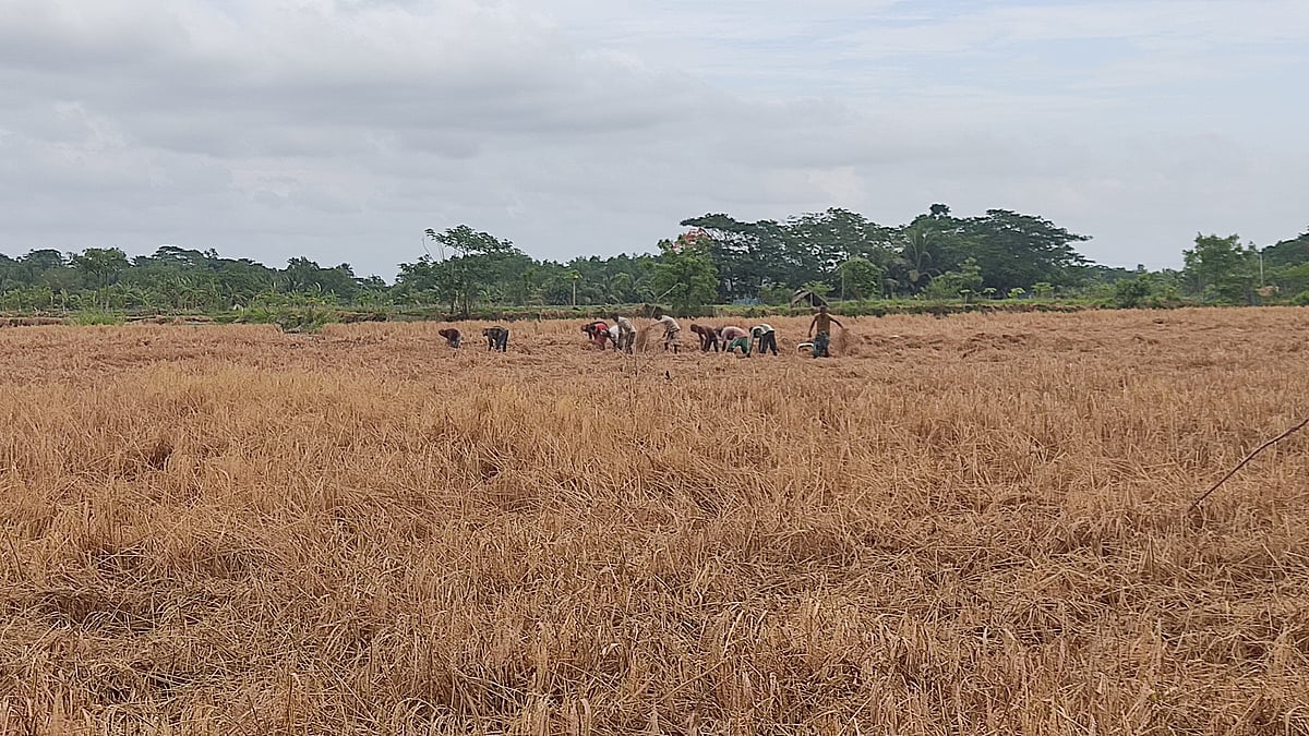 ছবি: প্রথম আলো