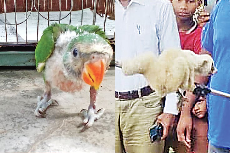 চন্দনা টিয়ার বাচ্চা  ও লজ্জাবতী বানর 