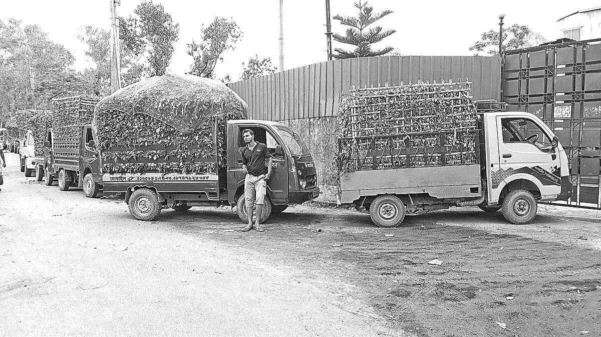 ছবি: রাজিউর রহমান