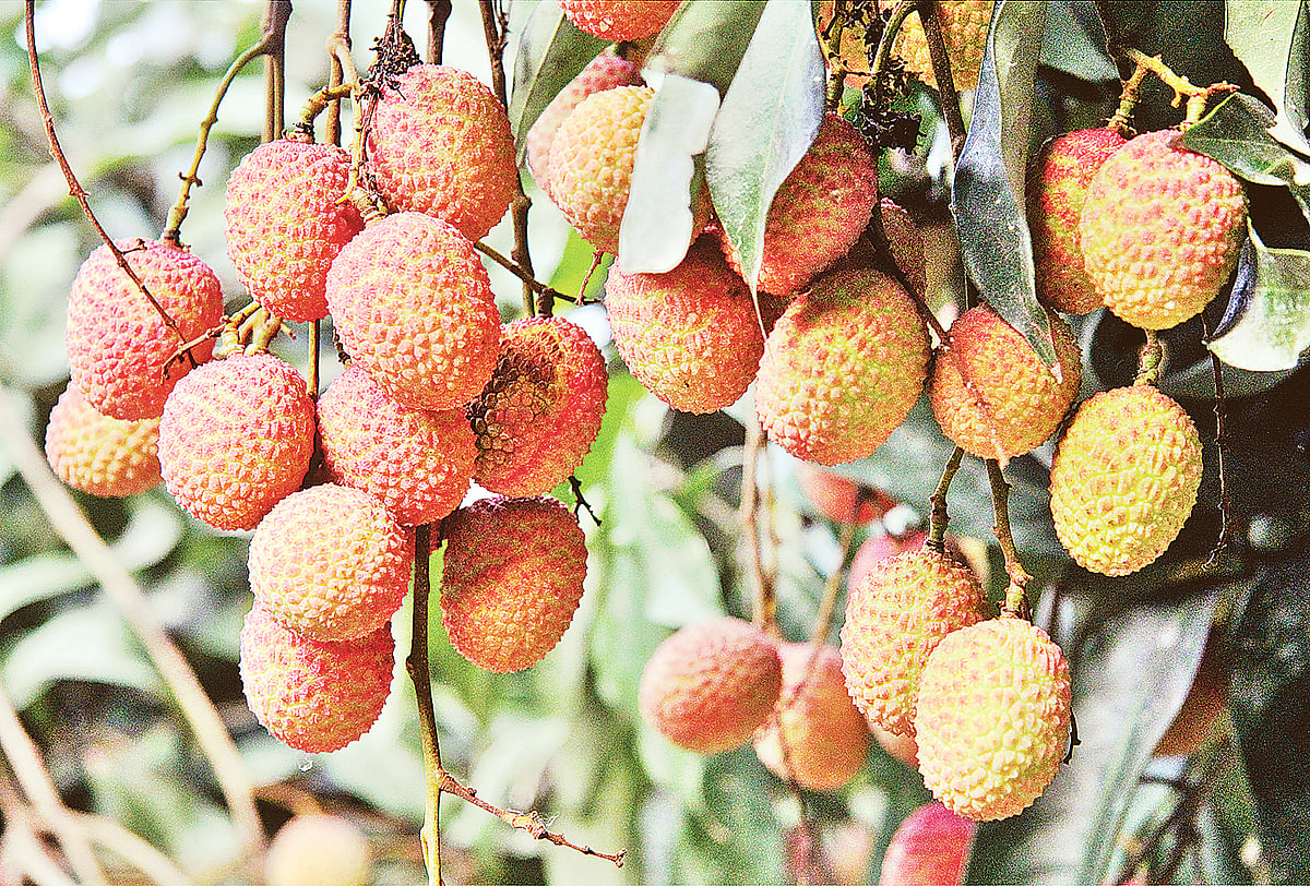  ছবি: প্রথম আলো 
