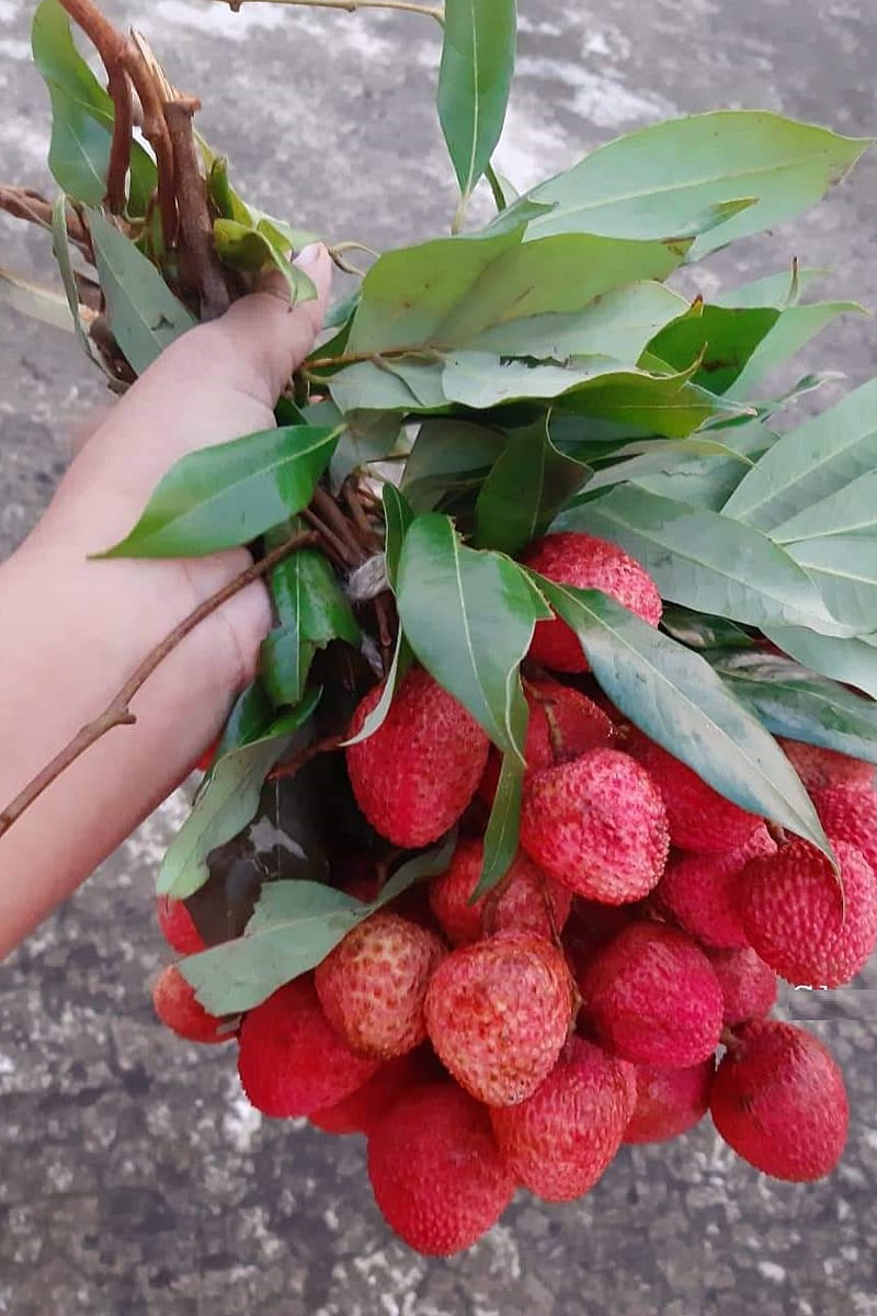 লিচু স্বাদে ও গুণে অনন্য 