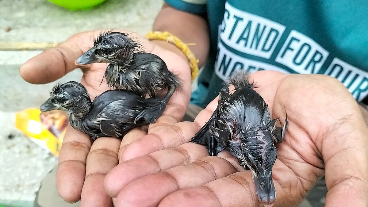 ছবি: প্রথম আলো