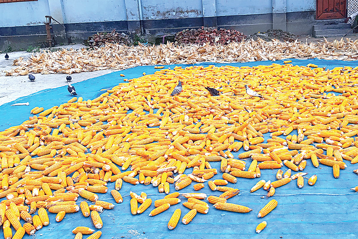 ছবি : প্রথম আলো