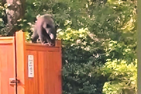 ছবি: ভিডিও থেকে নেওয়া