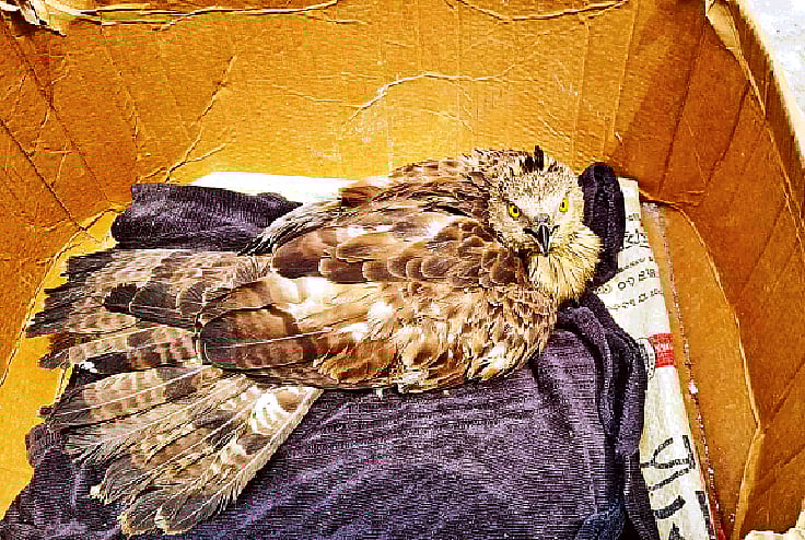 ছবি: এস আই সোহেল