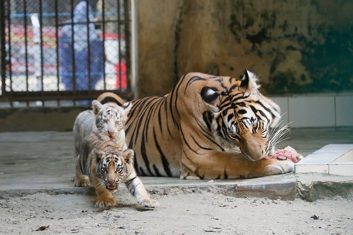 ছবি: আশরাফুল আলম