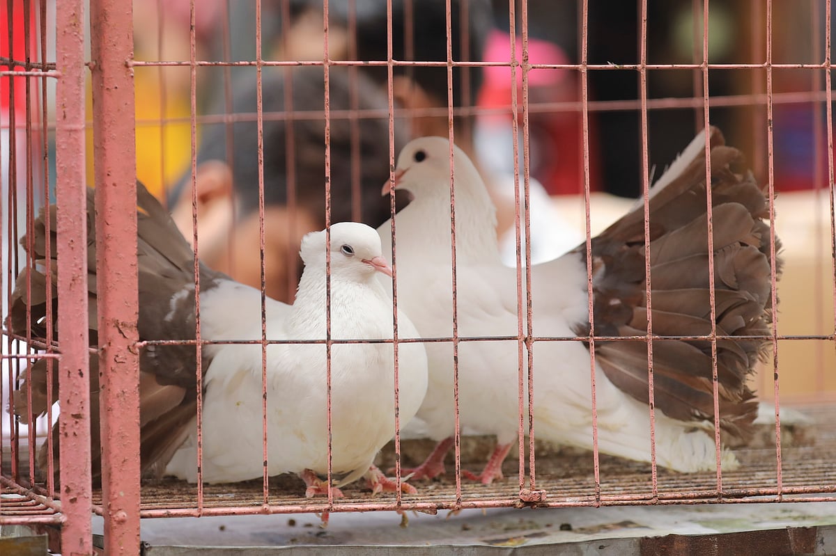 ছবি: সৌরভ দাশ