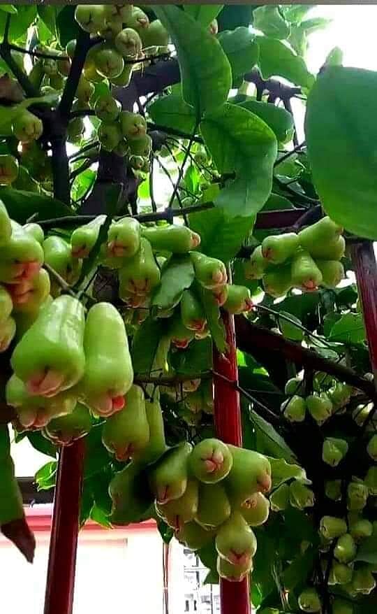 এক জামরুল তিন কমলা সমান সমান!