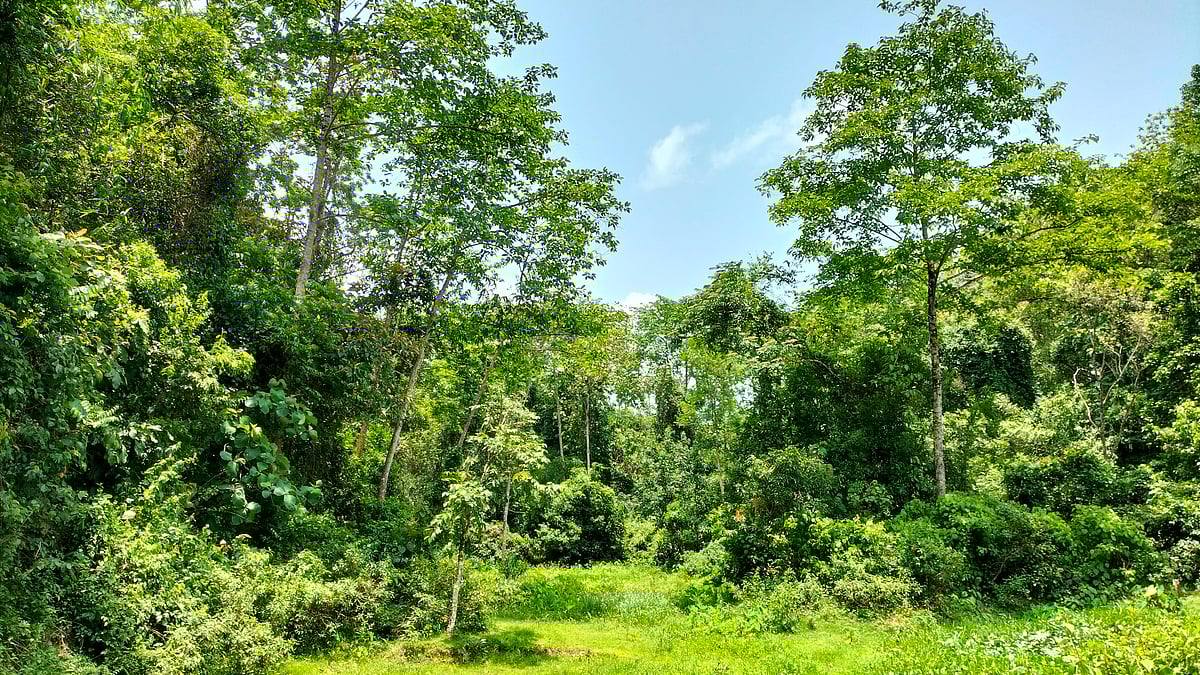 ছবি: প্রথম আলো