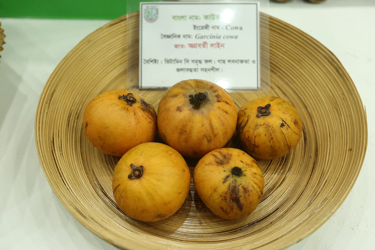 কাউফল