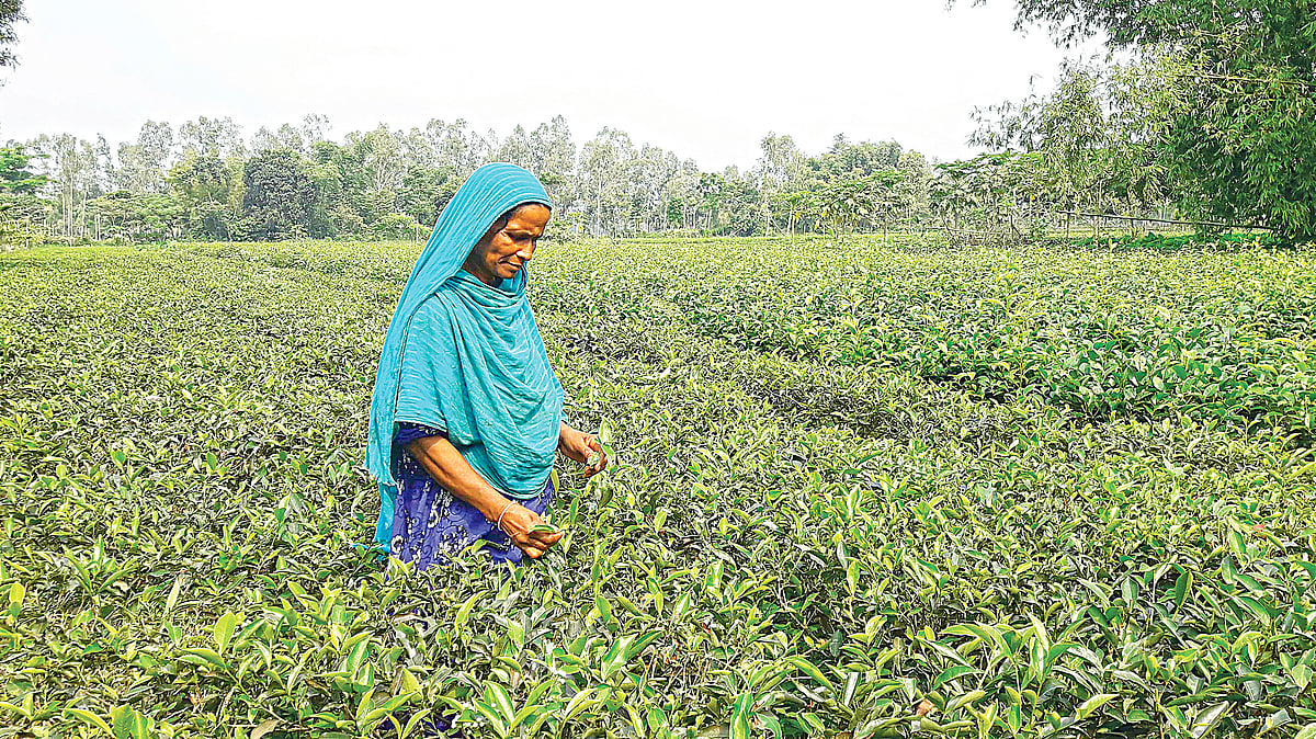 ছবি: প্রথম আলো
