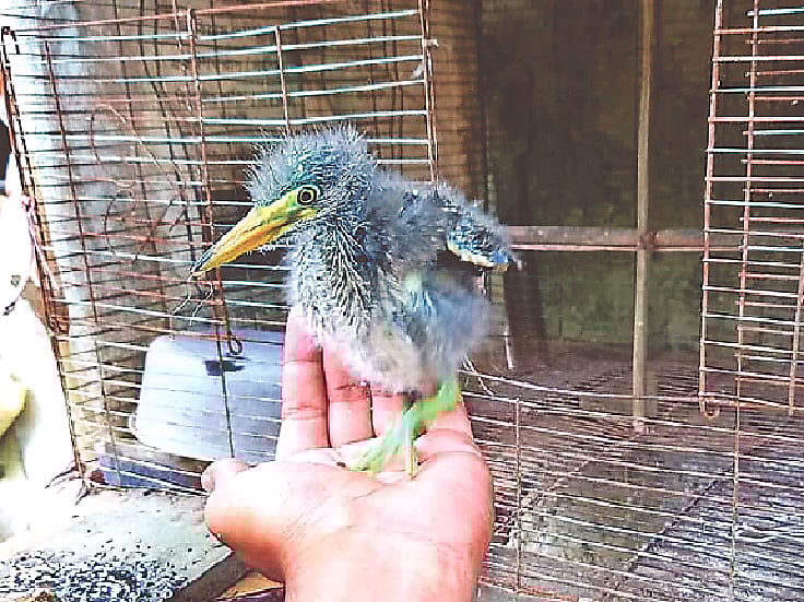 ছবি: রাশেদ বিশ্বাস