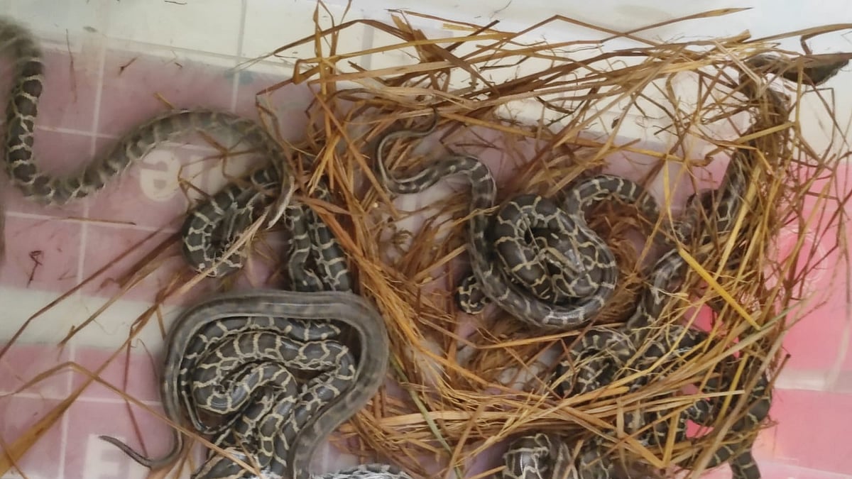 শুক্রবার দুপুরে তোলা। ছবি: সংগৃহীত