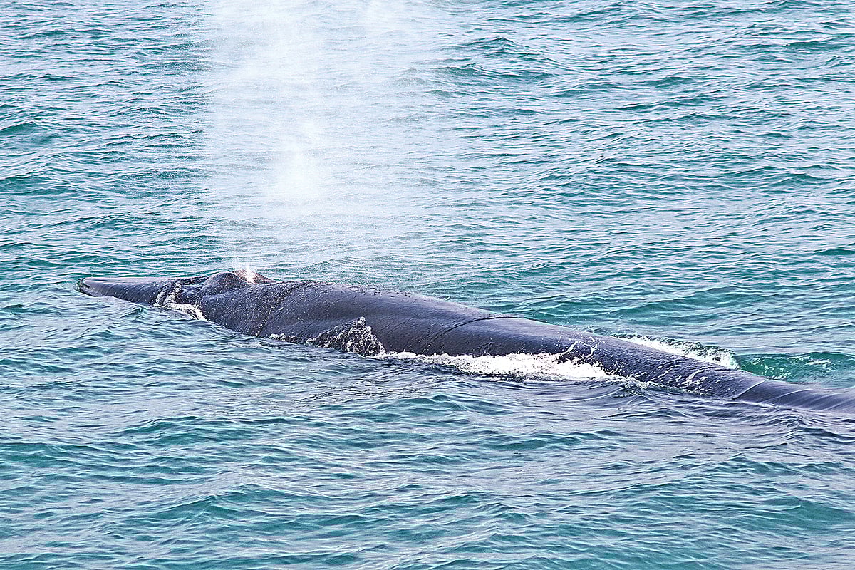 ছবি: আবদুল্লাহ আবু দায়ান