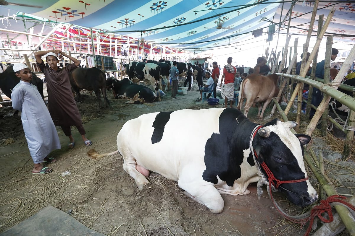 ছবি: আশরাফুল আলম