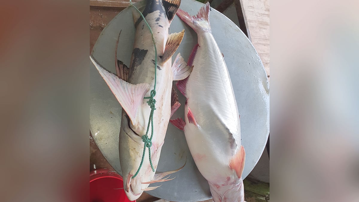 ছবি: প্রথম আলো