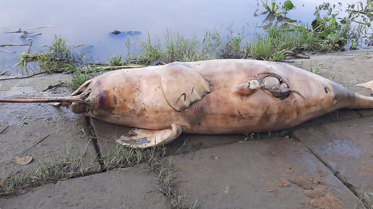 ছবি: সংগৃহীত