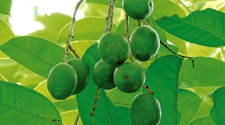 ছবি: মোকারম হোসেন