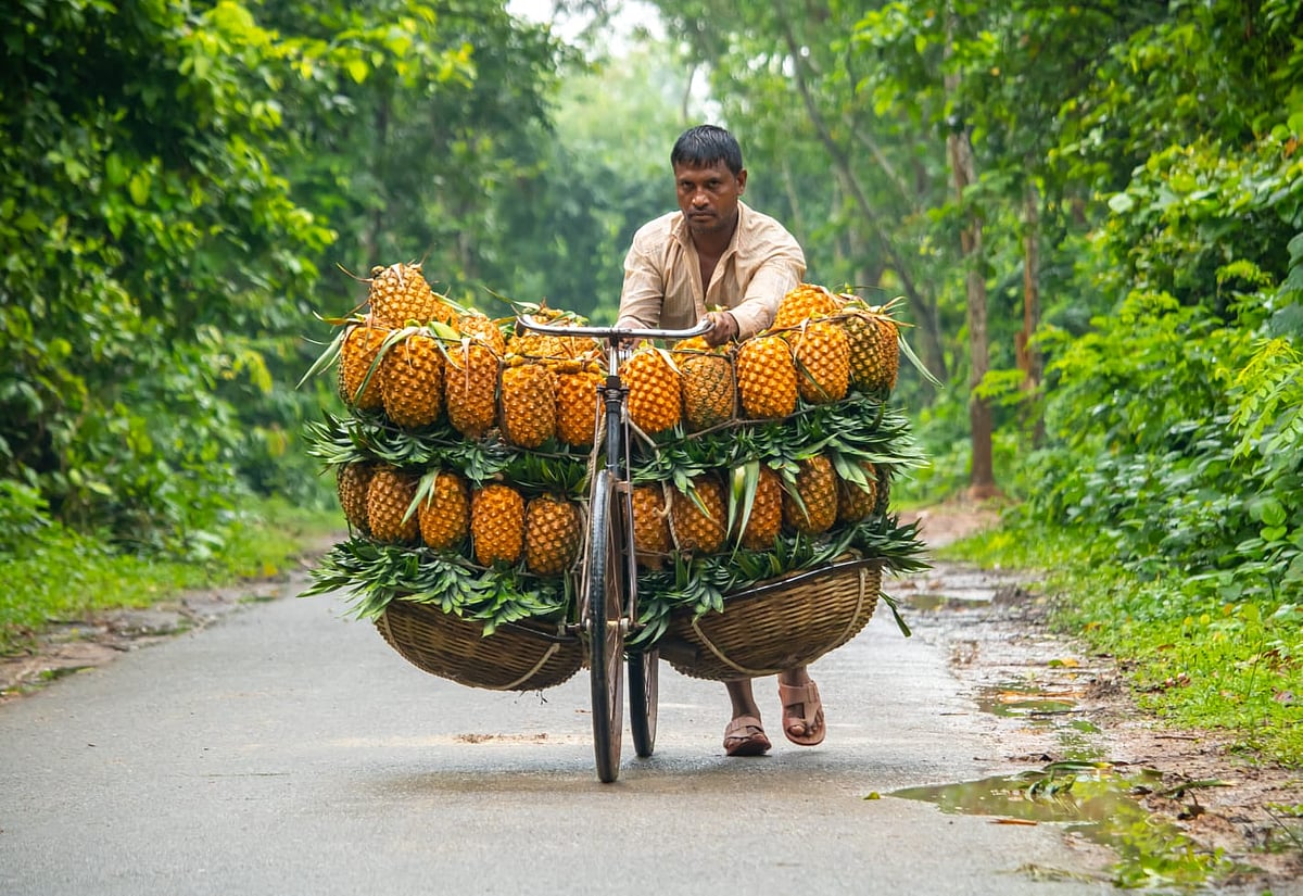 সদ্য গাছ থেকে কাটা আনারসগুলোকে সাইকেলে সাজিয়ে বাজারের উদ্দেশ্যে রওনা দিয়েছেন চাষিরা