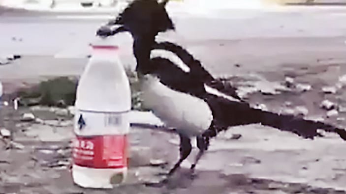 ভিডিও থেকে নেওয়া