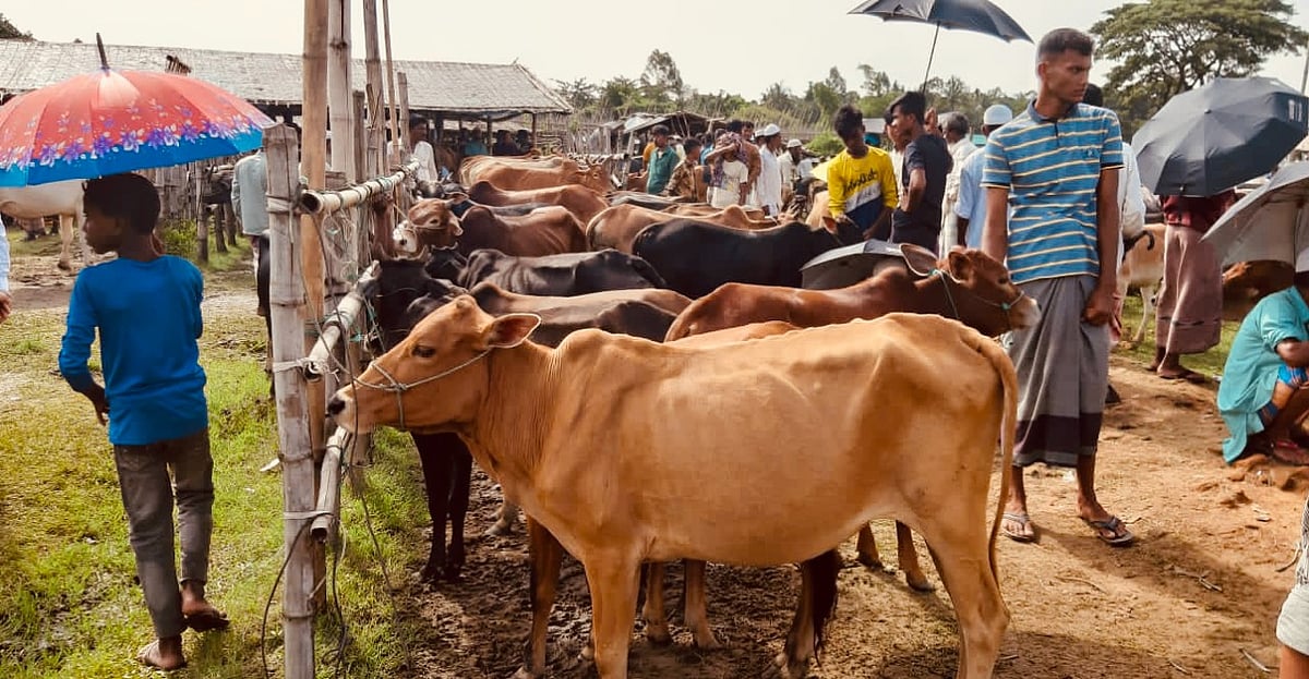 ১ লাখ কোটি টাকার কোরবানির বাজার: আন্তর্জাতিক অভিজ্ঞতা কী শিক্ষা দেয়