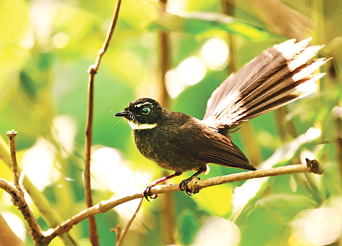 ছবি: এস আই সোহেল 