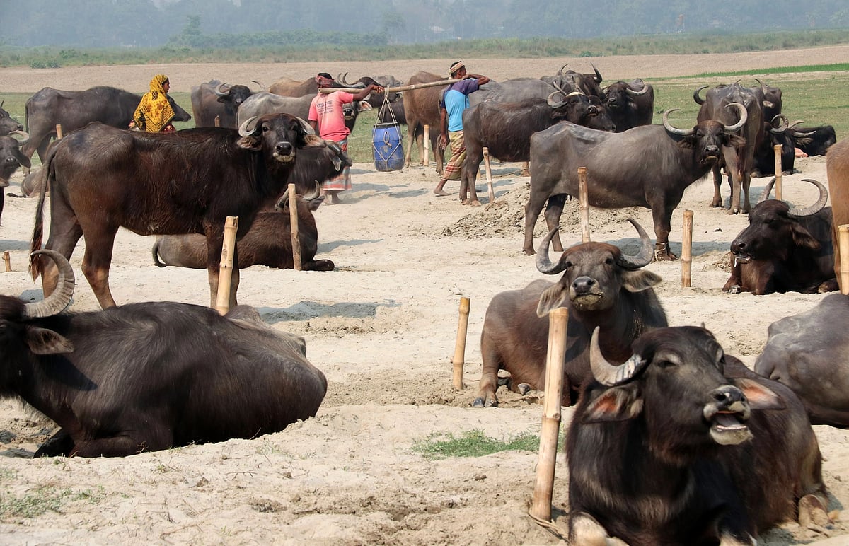 ফাইল ছবি