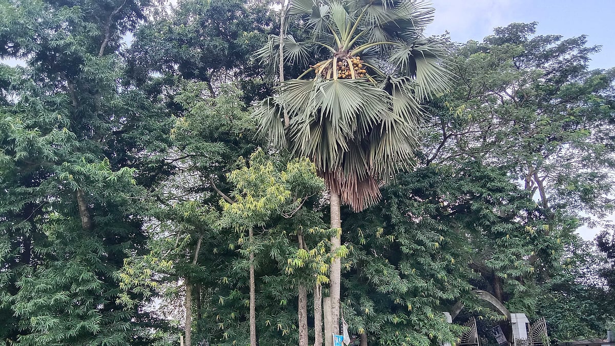 ছবি: প্রথম আলো