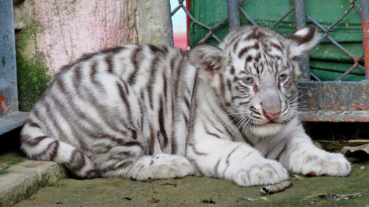 ছবি: লেখক