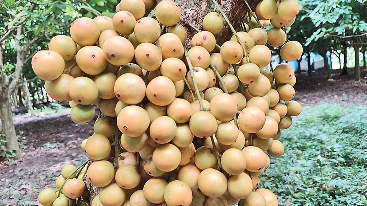 প্রথম আলো 