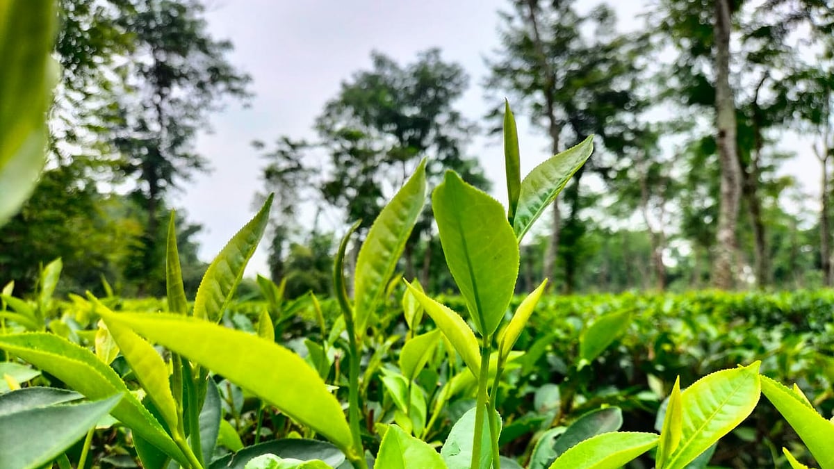 ফাইল ছবি