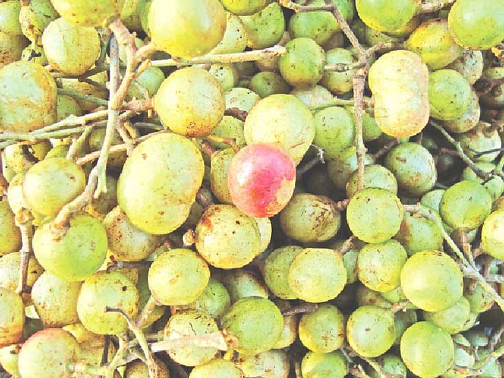 ছবি: লেখক