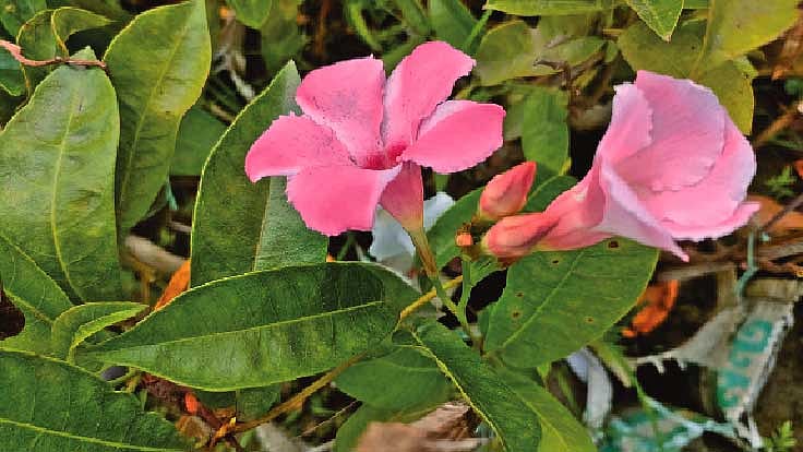 ছবি: লেখক