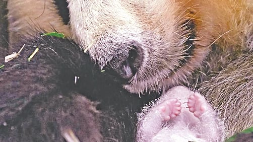 ছবি: ভিডিও থেকে নেওয়া