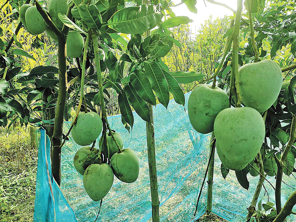 ছবি: প্রথম আলো