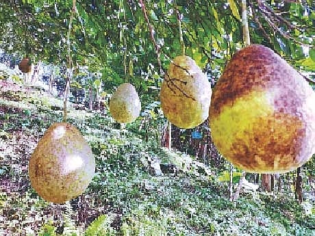 ছবি: প্রথম আলো