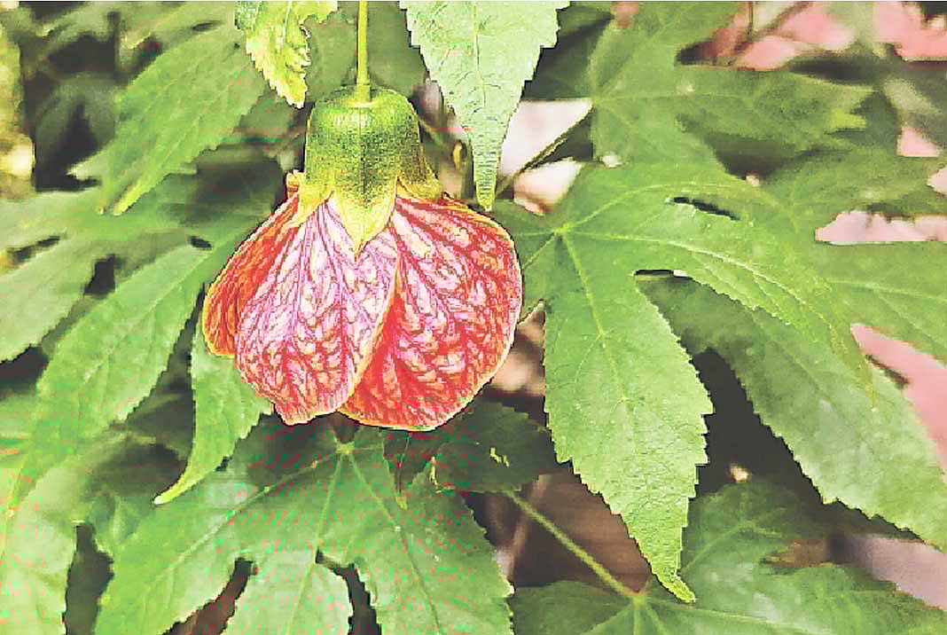 ছবি: লেখক