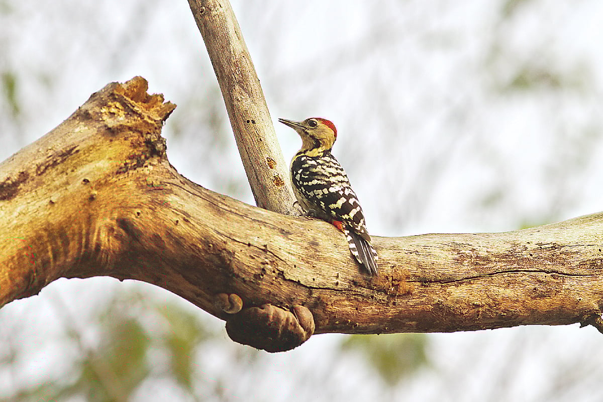 পাকড়া কাঠঠোকরার ছবিটি সম্প্রতি তুলেছেন মনিরুল আইচ খান 