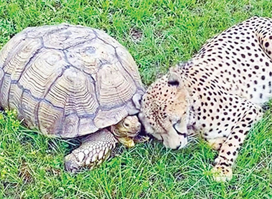 ছবি: ভিডিও থেকে নেওয়া