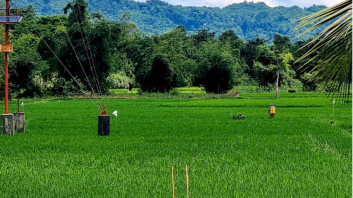 ফাইল ছবি: প্রথম আলো