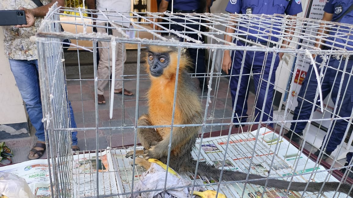 ছবি: প্রথম আলো