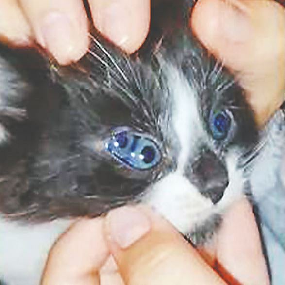 ছবি: ভিডিও থেকে নেওয়া