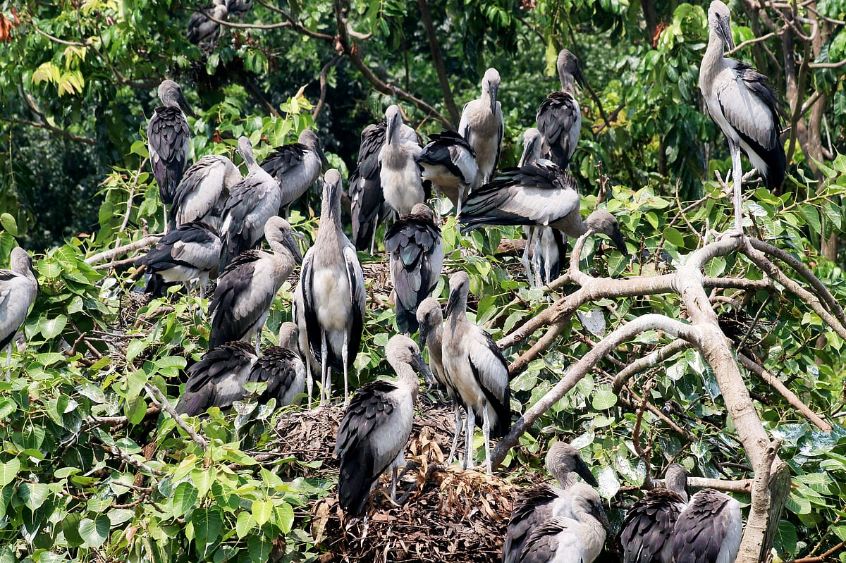 শামুকখোল পাখির রাজ্য বিহারহাট। প্রায় এক যুগ ধরে এখানে শামুকখোল পাখি আসা শুরু করেছে। হাটের বেশ কয়েকটি গাছে পাখির অবাধ বিচরণ। হাটের ওপর গাছের ডালে বসে আছে শামুকখোল পাখি