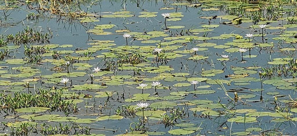 ছবি: প্রথম আলো